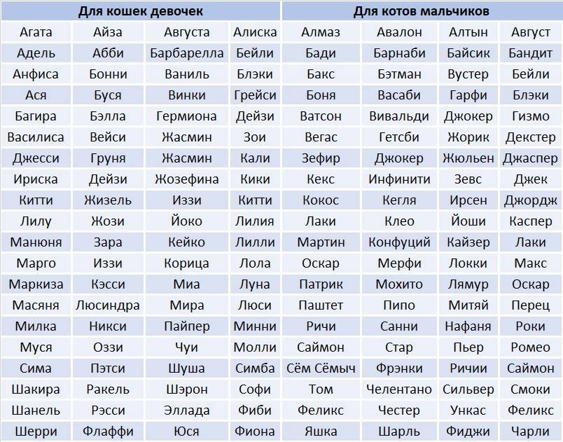 Самые крутые клички для собак