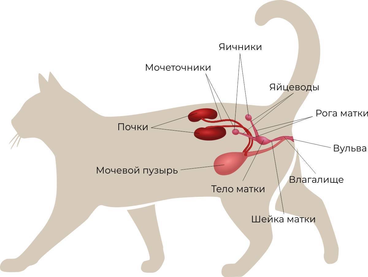 Заболевание почек у кошек. причины, симптомы, лечение •