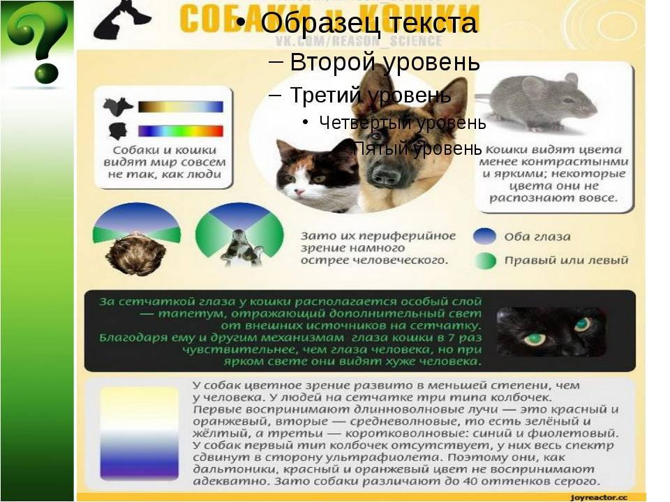 Кошки видят цветное или черно белое изображение