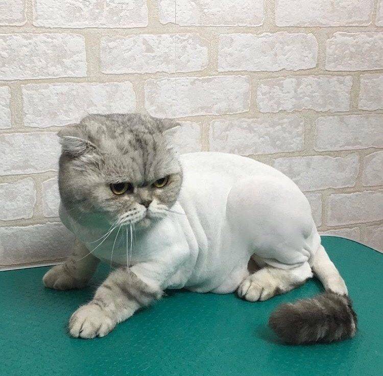 Модель для стрижки кошек