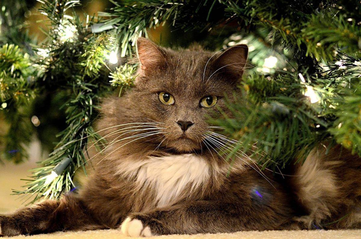 Опасность новогодней ёлки для домашней кошки. | интересный факт!