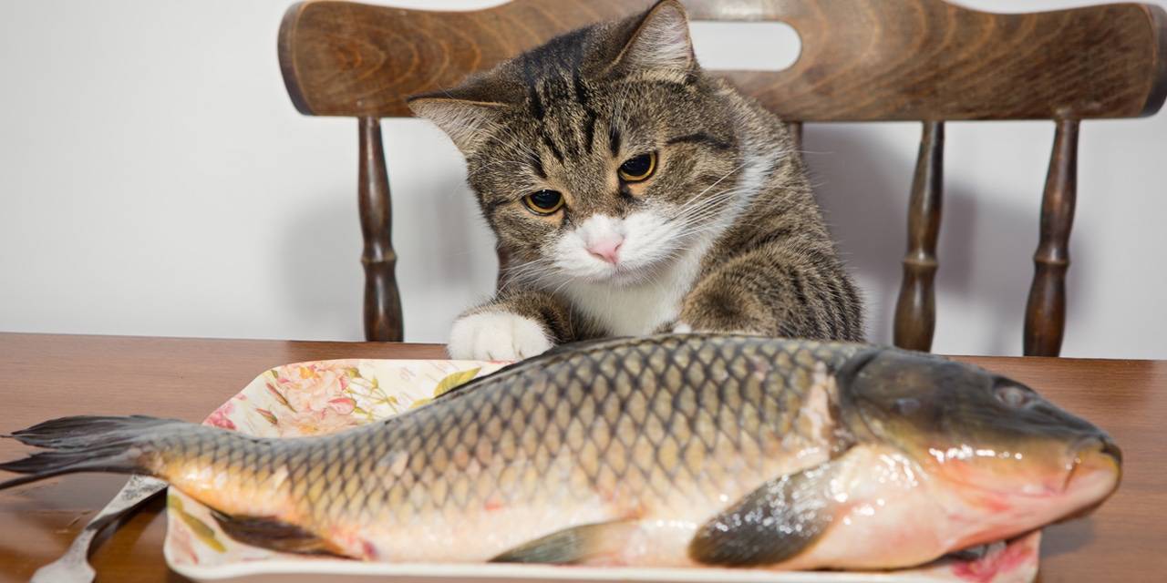 Можно ли кошкам рыбу – правила кормления, рекомендации