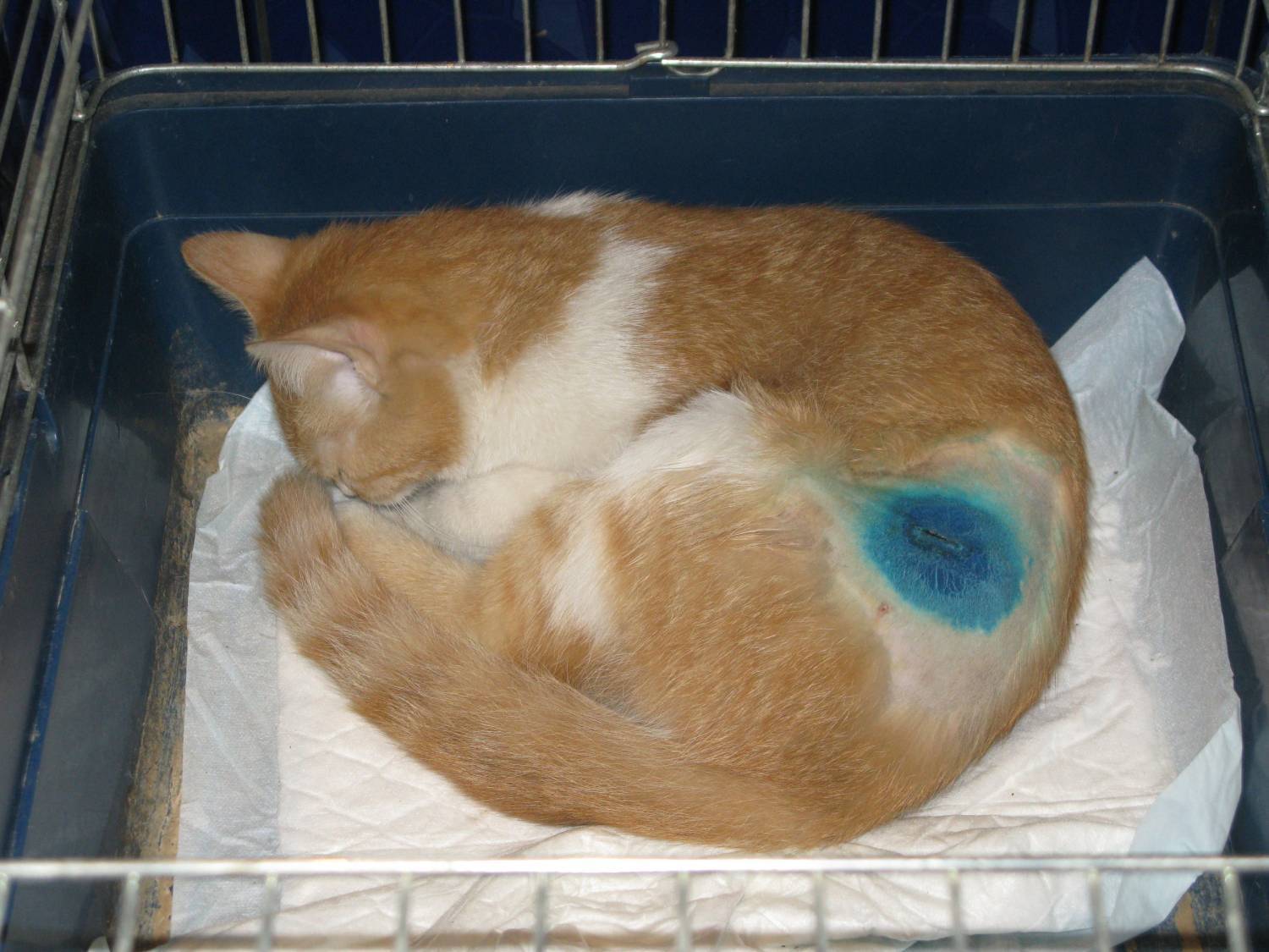 Продолжительность жизни кошки после стерилизации