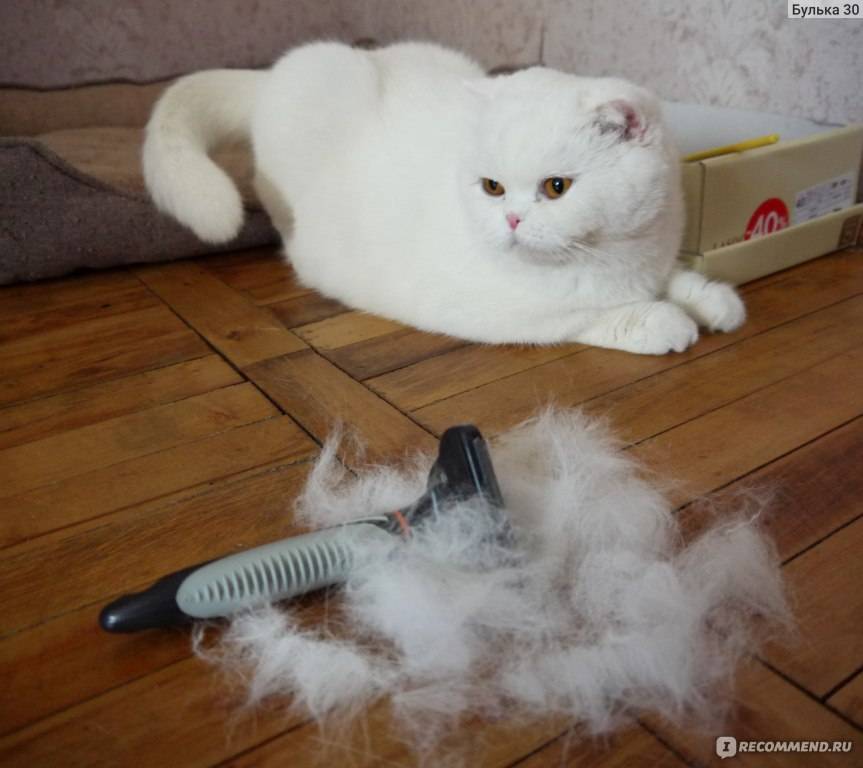 Почему кошка сильно линяет и что делать? | блог ветклиники "беланта"