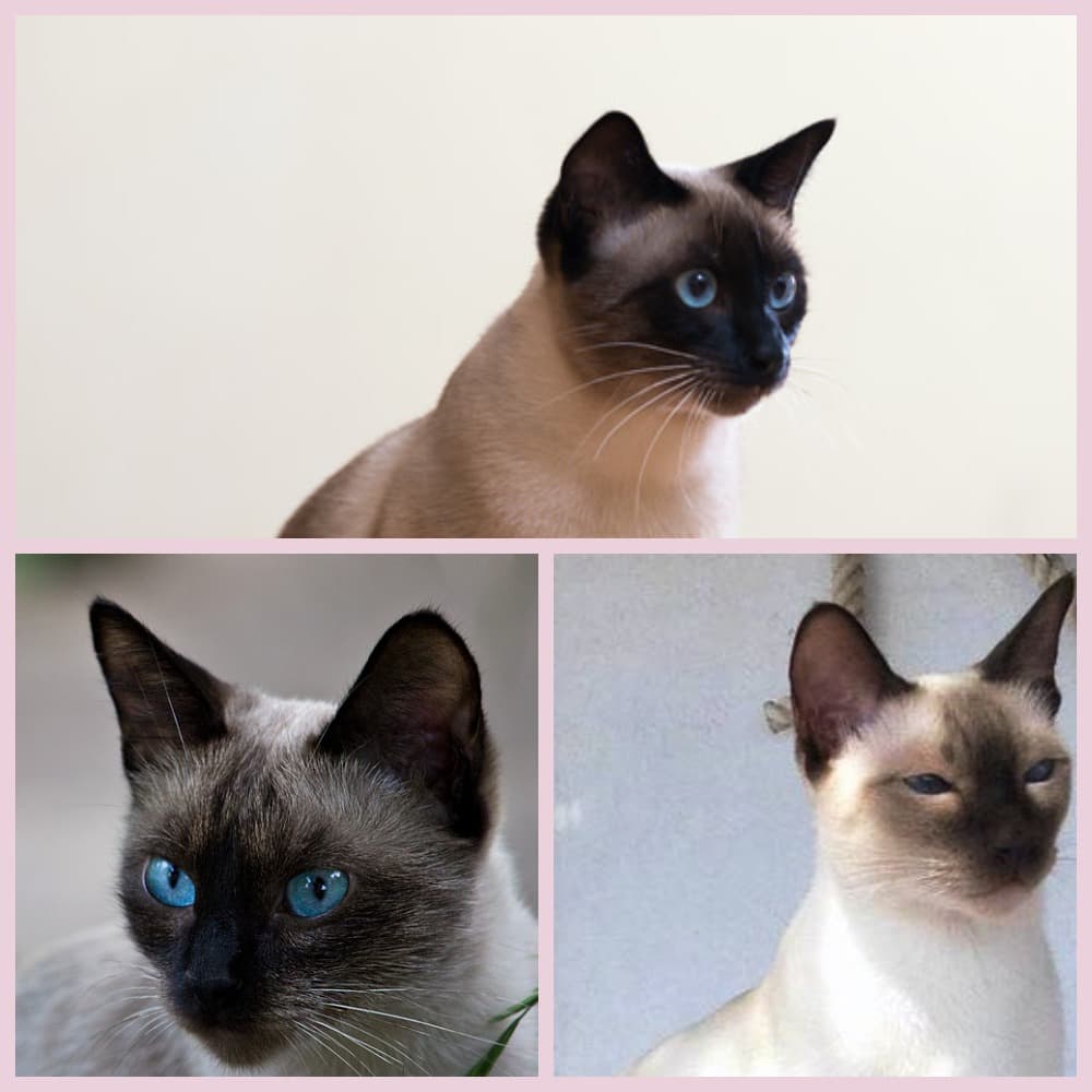 Сходства и отличия сиамской и тайской кошки