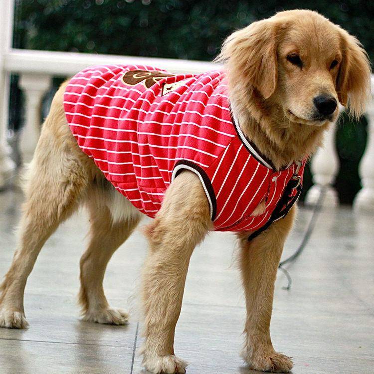 Одежда для собак: каким породам нужнаи как правильно выбрать