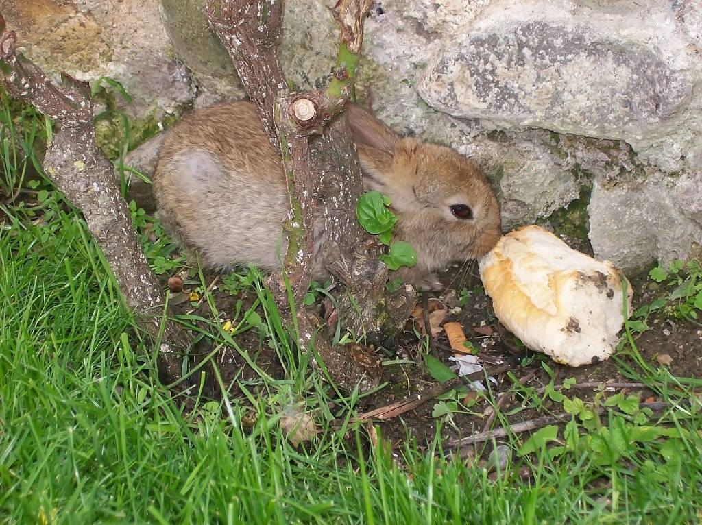 Можно ли кормить кроликов хлебом, каким и с какого возраста