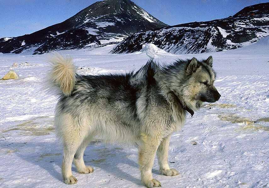 Гренландская собака: фото, характер, описание породы