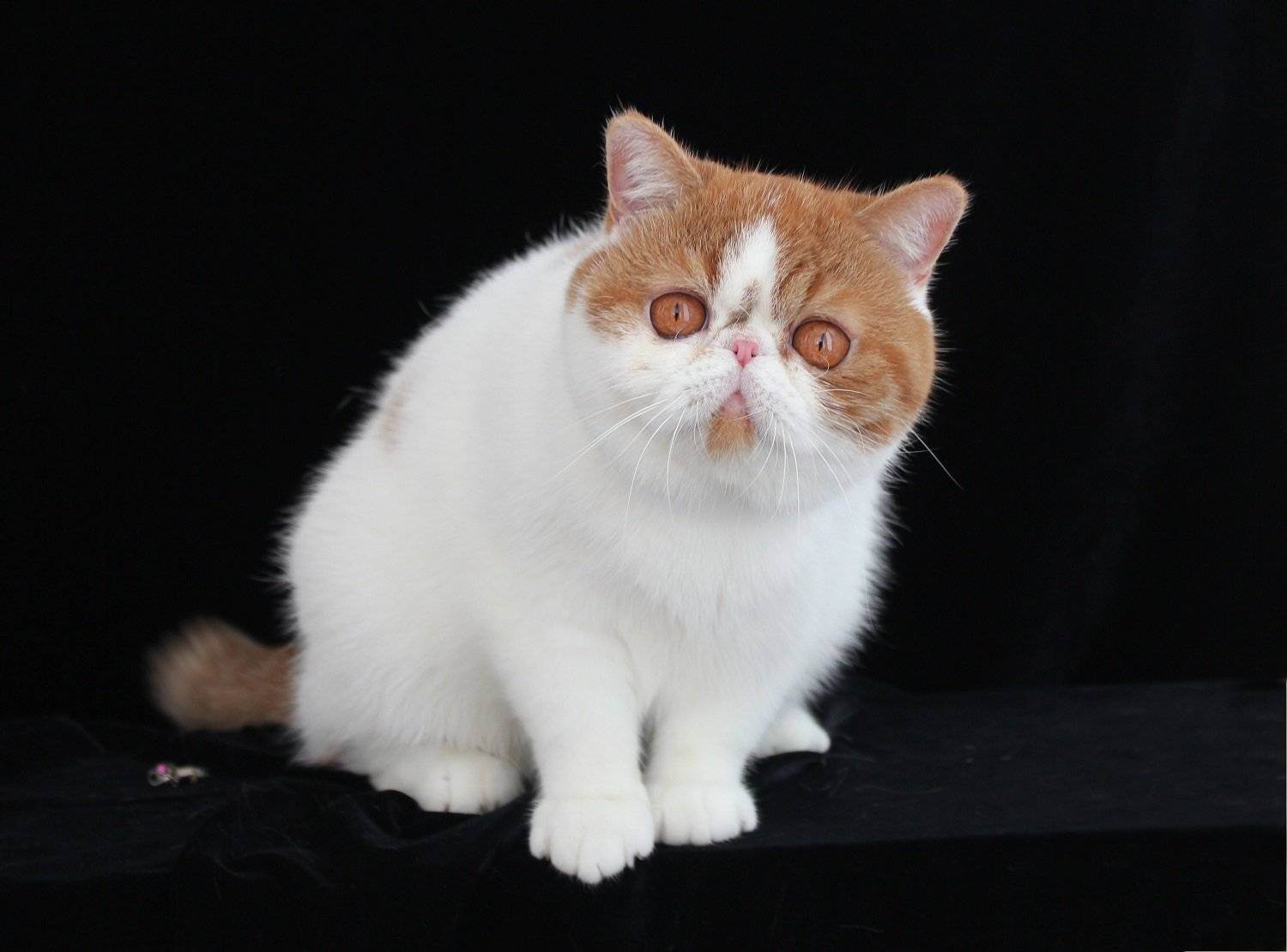 Экзотическая короткошерстная кошка (экзот): описание породы, характер (с фото)