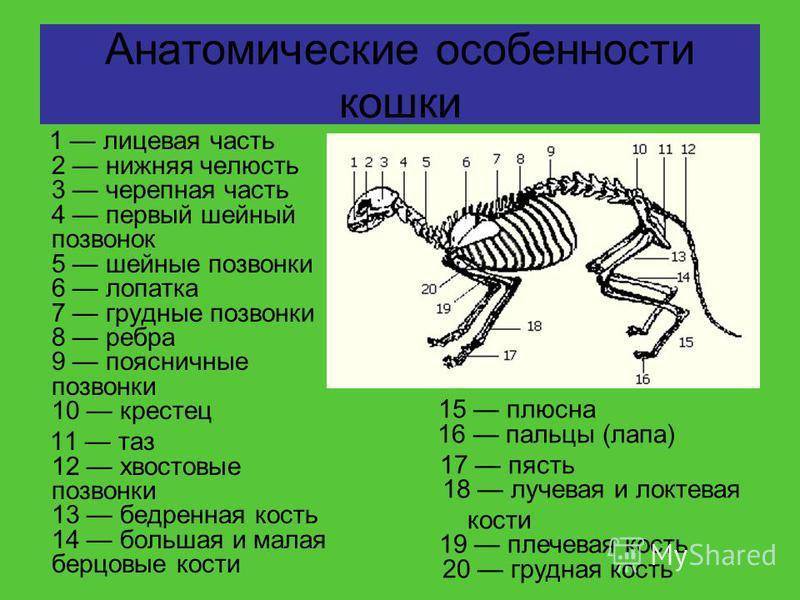 Количество позвонков у кошки. Позвоночник кошки. Сколько поясничных позвонков у кошки. Хвостовые позвонки кошки.