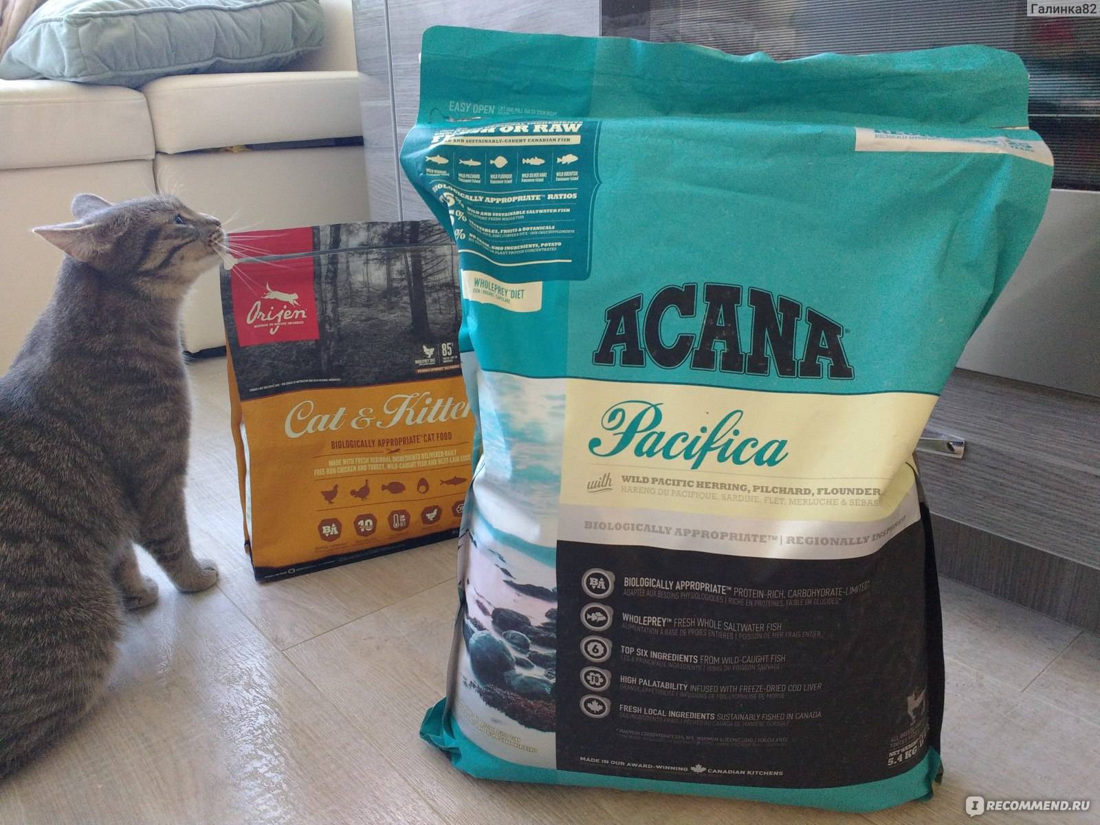 Разновидности кормов акана для кошек: описание состава и дозировки