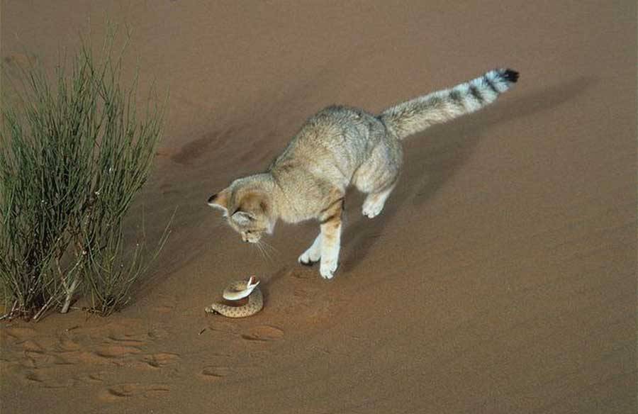 Барханный кот: описание, фото, особенности характера, можно ли содержать в домашних условиях песчаного кота