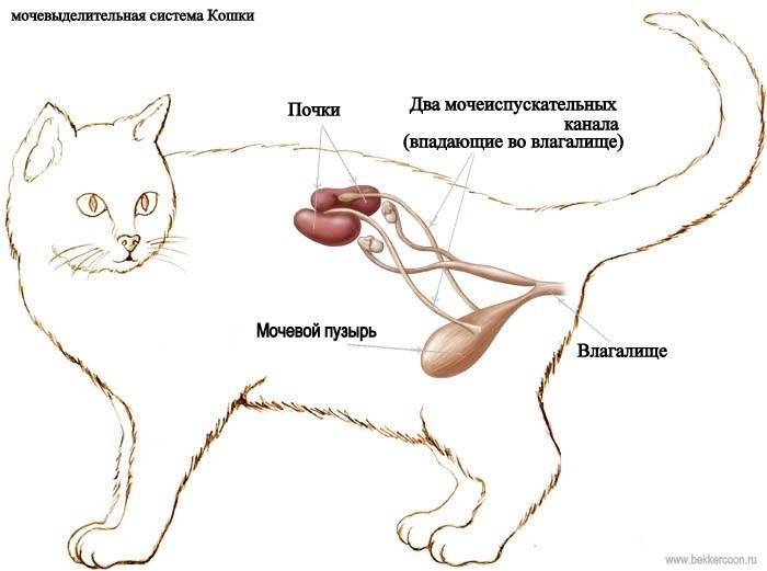 У котёнка большой живот: стоит ли опасаться за его здоровье