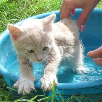 Как правильно купать кошку – можно ли купать кошек и как часто?