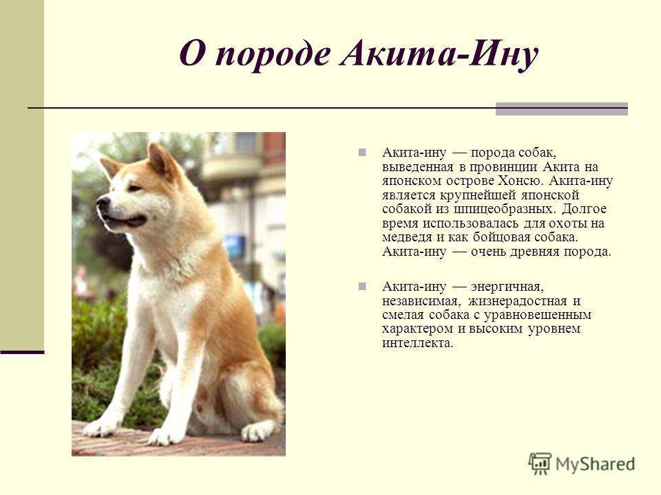 Порода собак акита-ину с фото, описание, содержание, уход