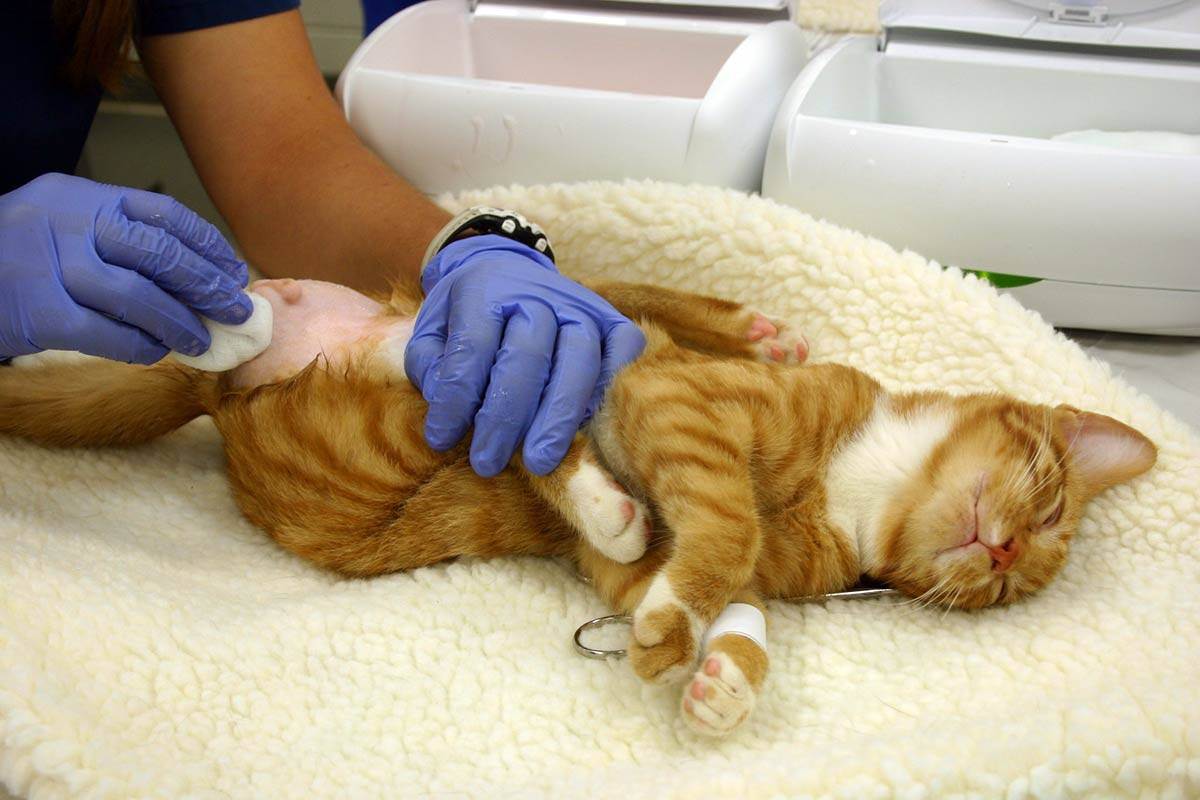 Как делают стерилизацию кошкам и сколько времени занимает?