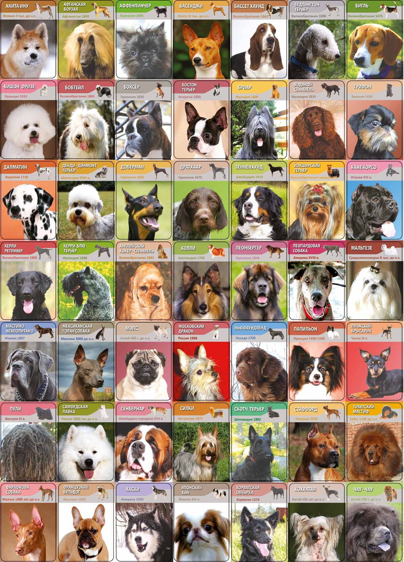 Все породы собак с фотографиями