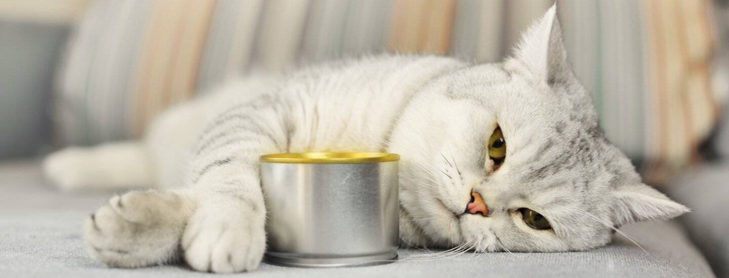 Почему котам нельзя давать рыбу и молоко: чем это может грозить. можно ли кошкам давать рыбу