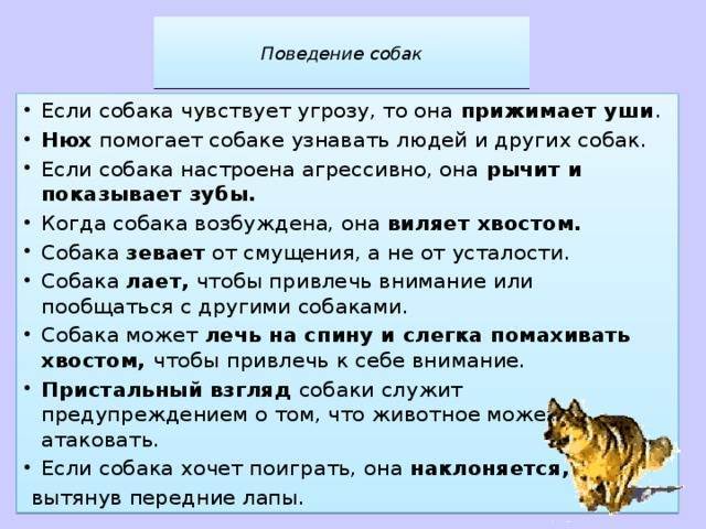 Как понять что собака тебя любит