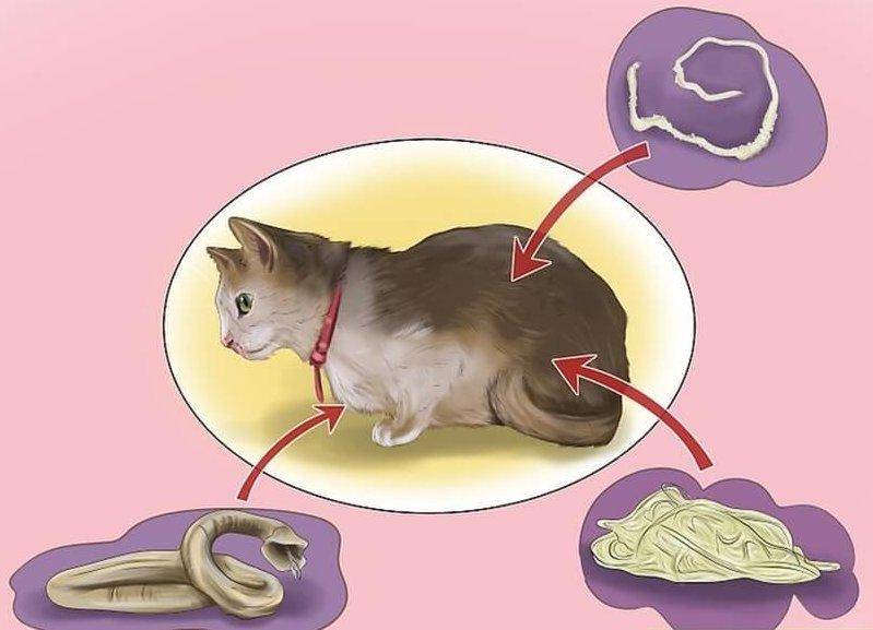 Глисты у кошек: симптомы и признаки, средства для лечения