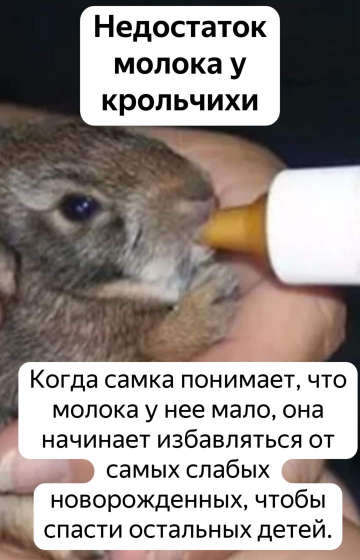 Как рожают кролики и сколько крольчат приносит крольчиха?