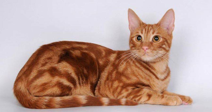 Серые коты: топ-15 пород с дымчатым окрасом