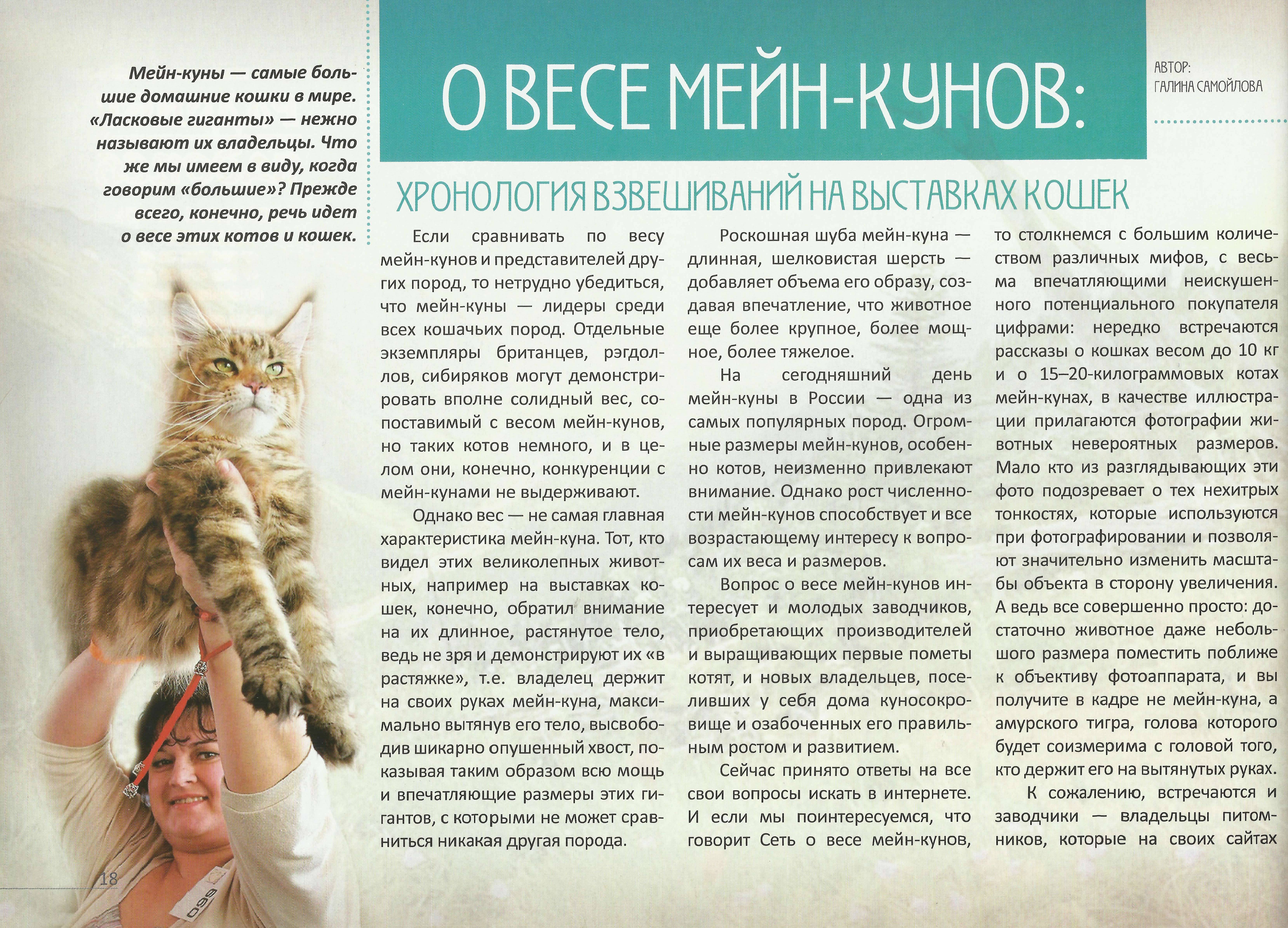 Чем кормить мейн куна, чтобы вырос большим – правила, нормы, рационы для малышей и взрослых котов - kotiko.ru