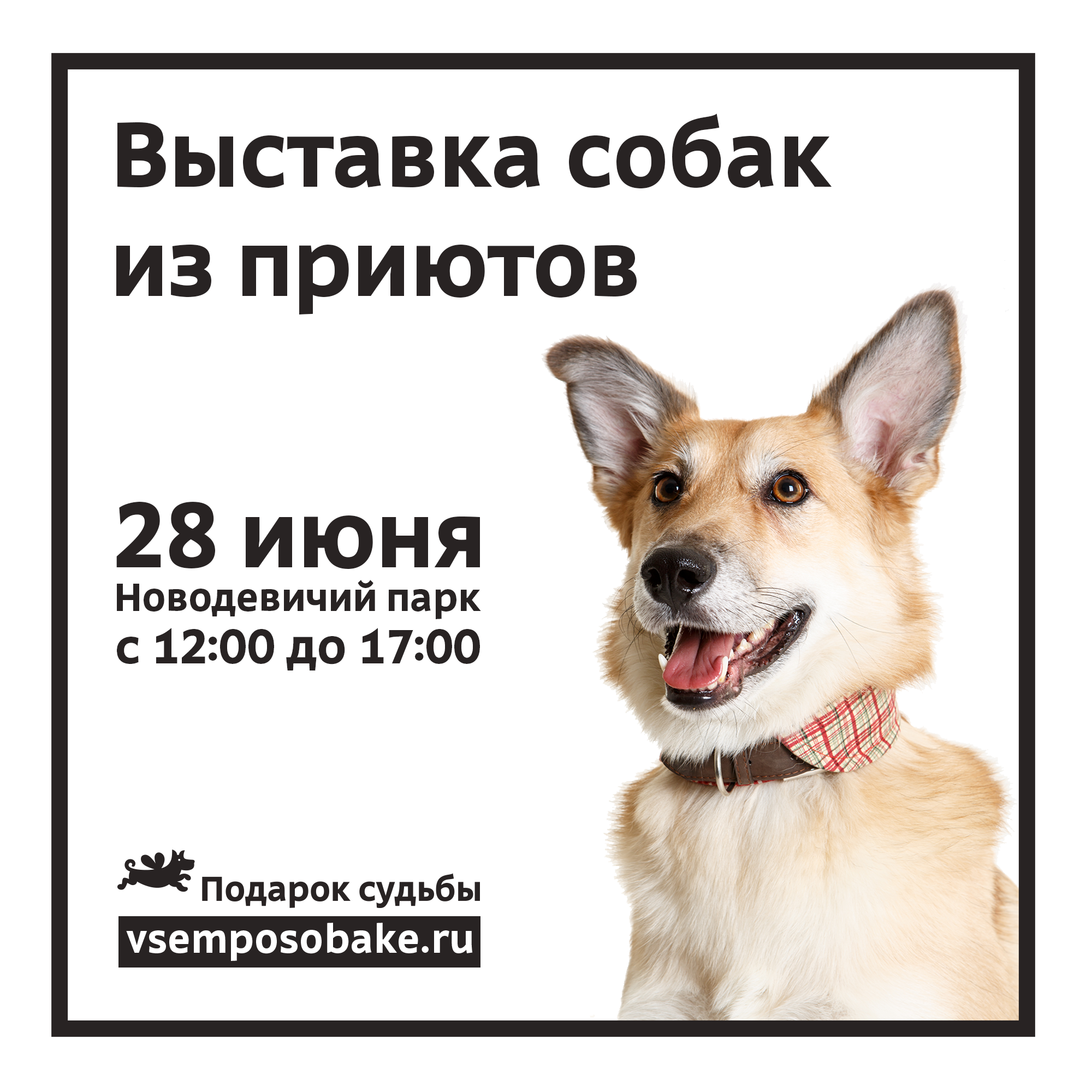 17 сентября 2022 в г.щербинка выставка "хочу домой": собаки и кошки из приютов москвы и мо "приют щербинка", "алабай 911", "счастливый друг"