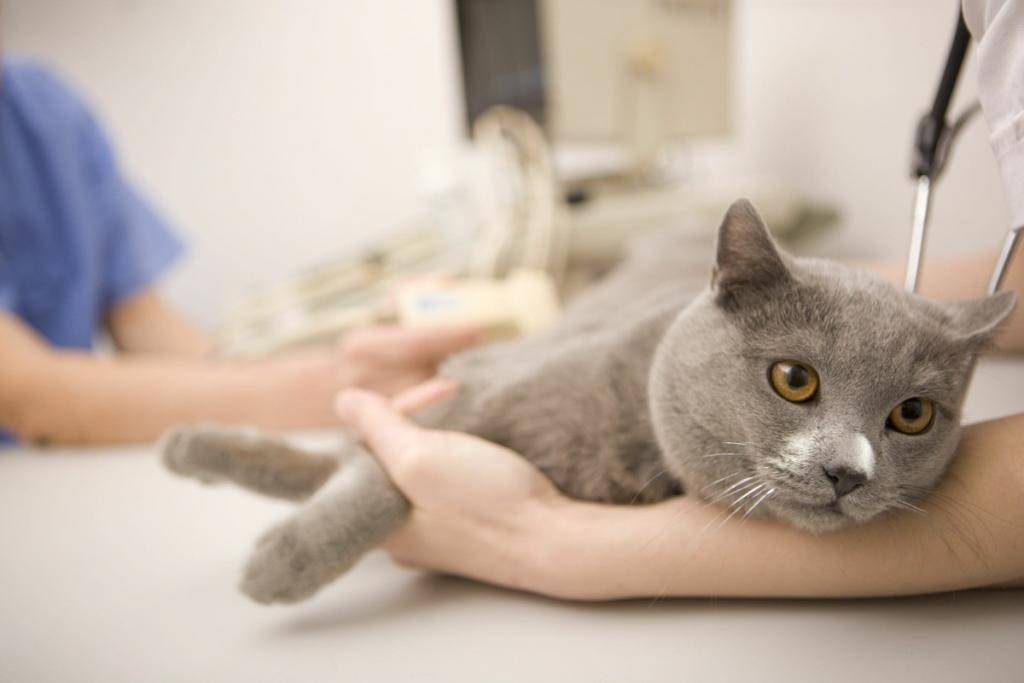 Стресс и проблемы с мочеиспусканием у кошек