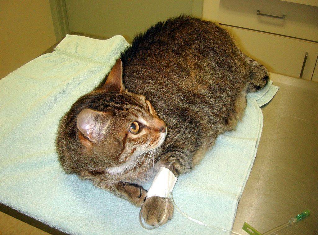 Первая помощь при травмах у кошек. обезболивающие для кошек