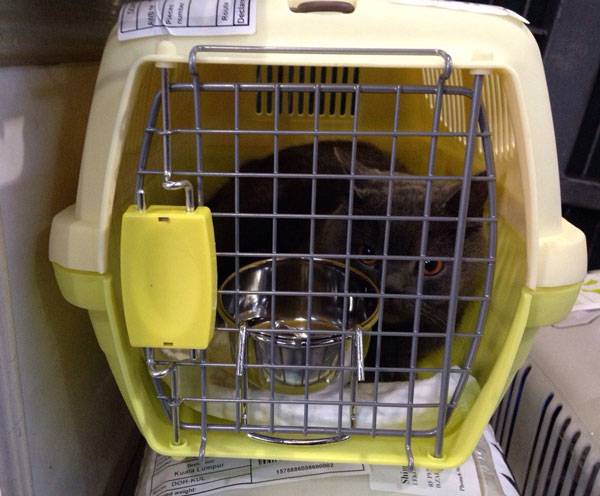 Перевозка кошки в самолёте: как правильно транспортировать питомца