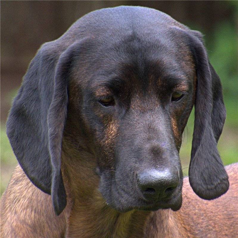 Австрийская гончая / austrian brandlbracke (austrian smoothhaired hound)