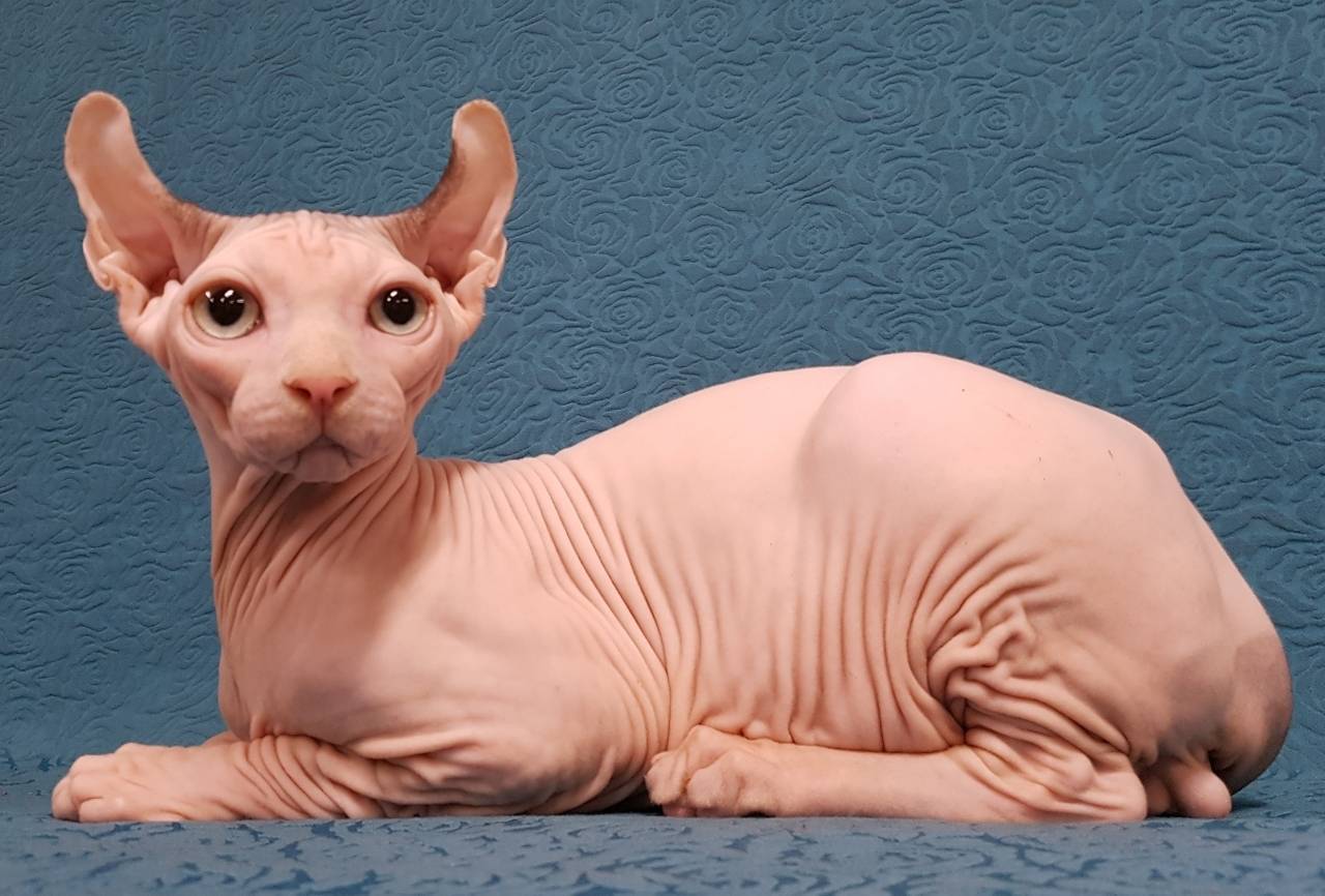 Кохана: порода лысых кошек