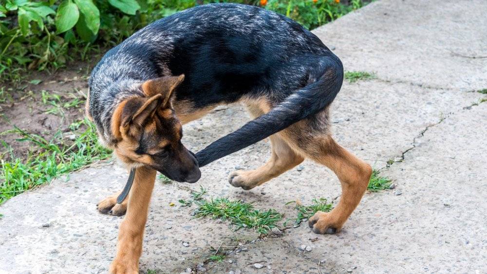 8 причин, почему собака грызет свой хвост и что делать