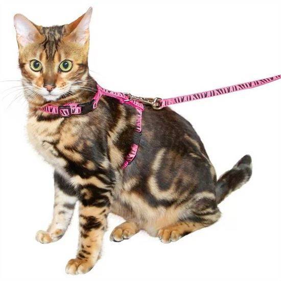 Поводок для кошки — виды шлеек, правильно шьем и одеваем поводки. 120 фото и видео пошаговой инструкции как приучить кошку к поводку