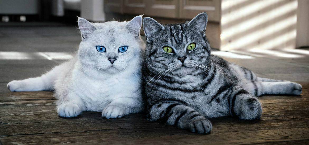 Отличие британских кошек от шотландских: чем отличаются?