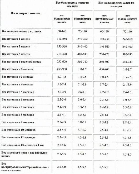 Вес котенка по месяцам: таблица (средние показатели и значения для популярных пород), нормы прибавки, правила взвешивания питомца