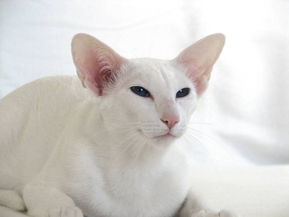 Кошка форин вайт: история породы, особенности внешности и характера, правила ухода