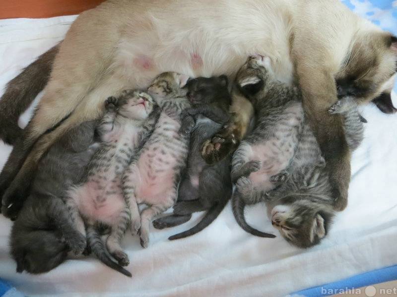 Как рождаются котята у кошки