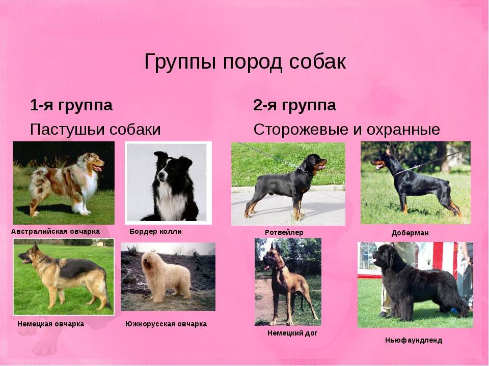 Породы собак с фотографиями и названиями | каталог пород