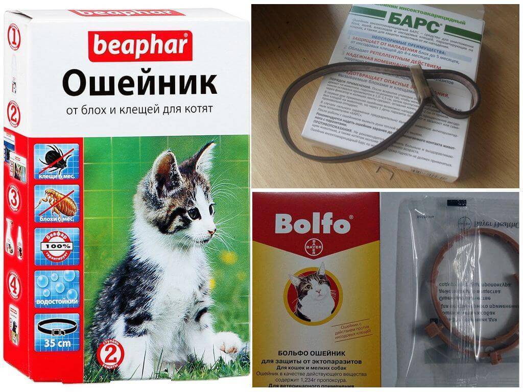 Ошейник от блох и клещей для кошек: как правильно выбрать - kot-pes