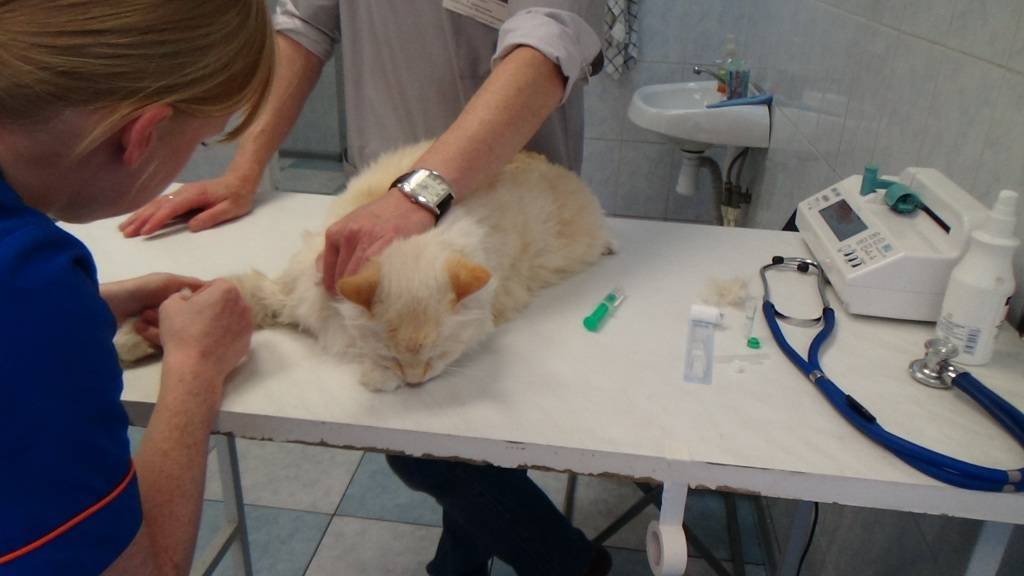 Методика переливания крови у кошек