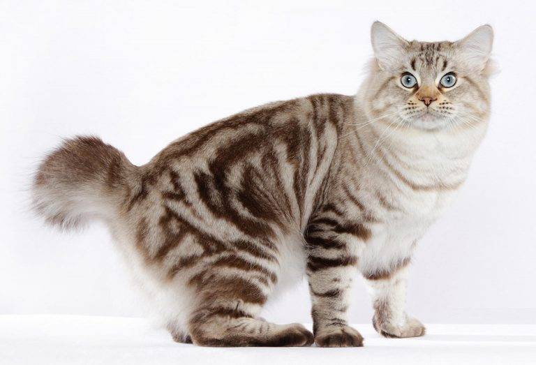 Описание породы котов бобтейл: разновидности, характеристика и фото
