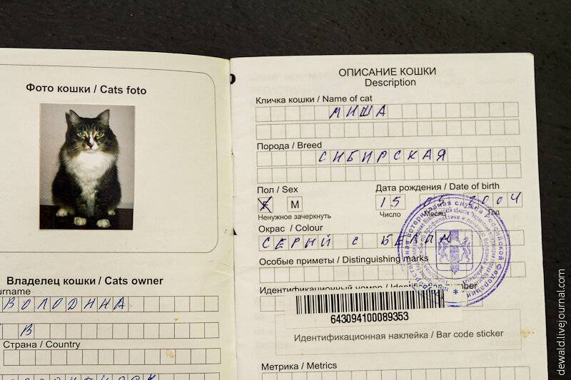 Ветеринарный паспорт для кошки: как сделать и сколько стоит кошачий паспорт, образец заполнения