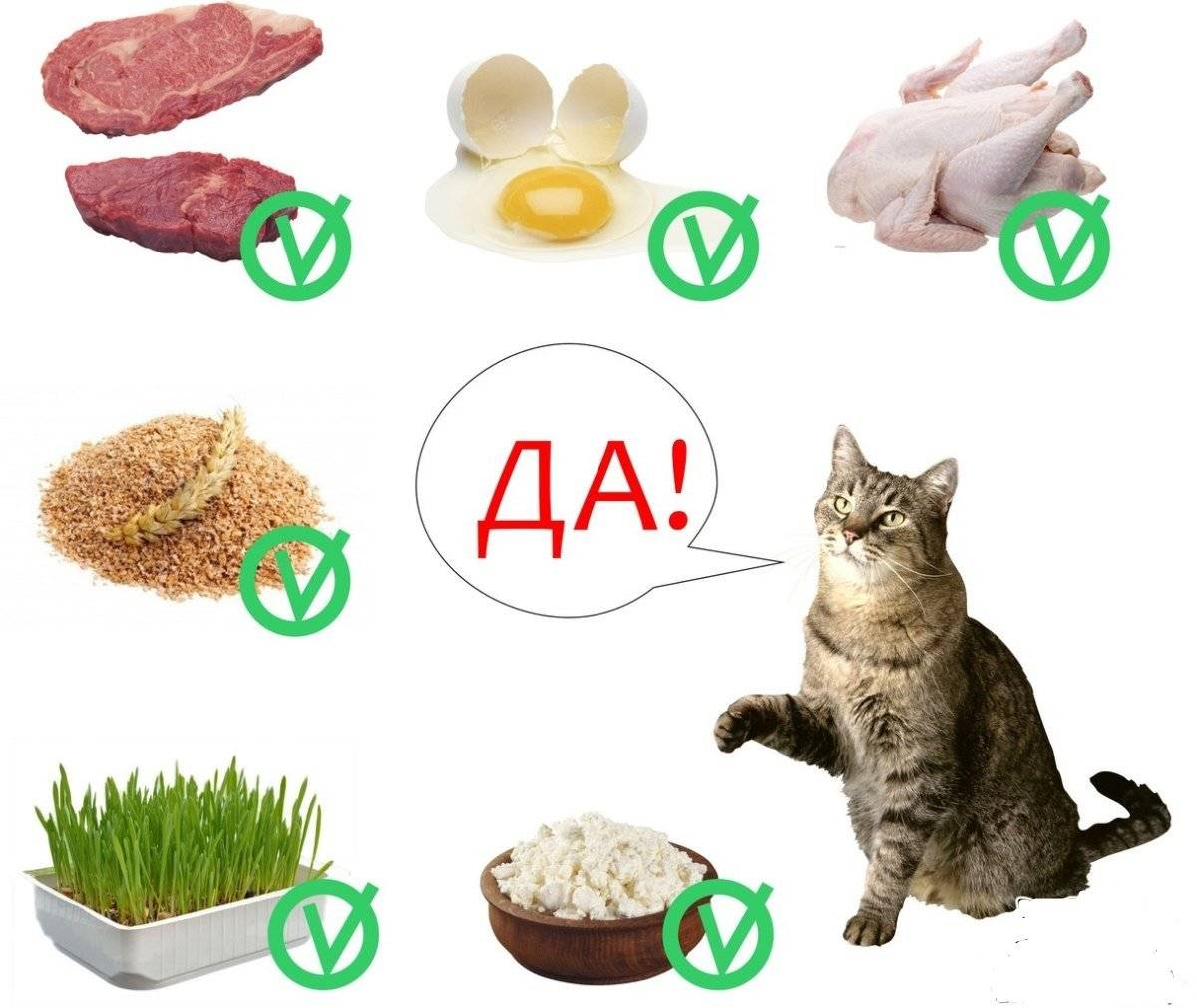 Можно ли давать коту сырое мясо и рыбу: правила кормления
