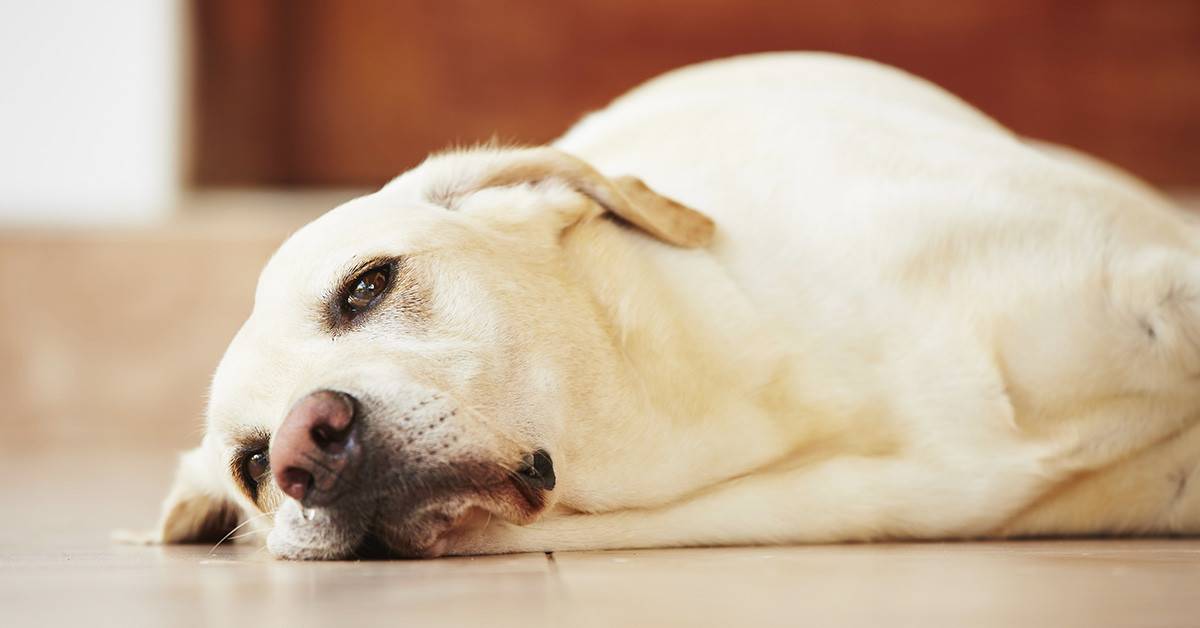 Как утомить собаку — 12 надежных трюков — сайт эксперта по животным — howmeow