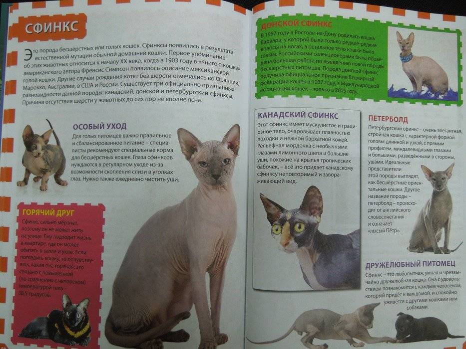 Сфинксы: особенности «инопланетных» кошек