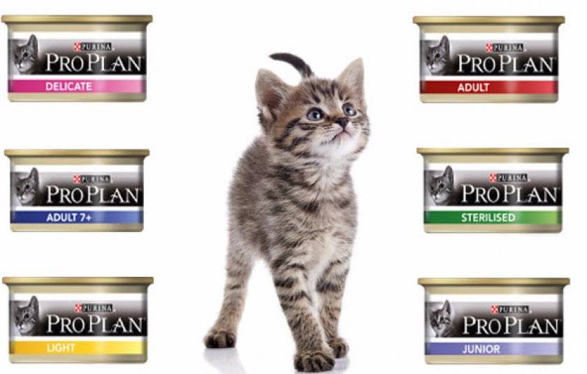 Обзор кормов для кошек purina pro plan и purina one