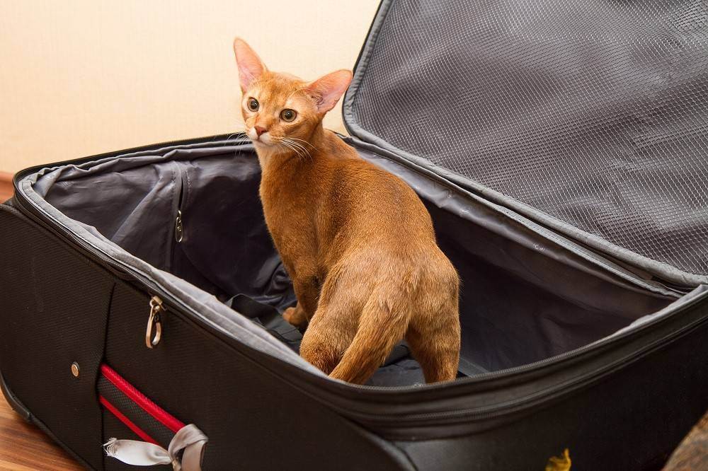Где оставить кошек на время отпуска?