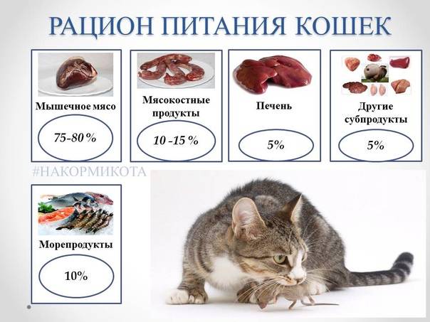 Чем кормить кормящую кошку: правильное питание
чем кормить кормящую кошку: правильное питание